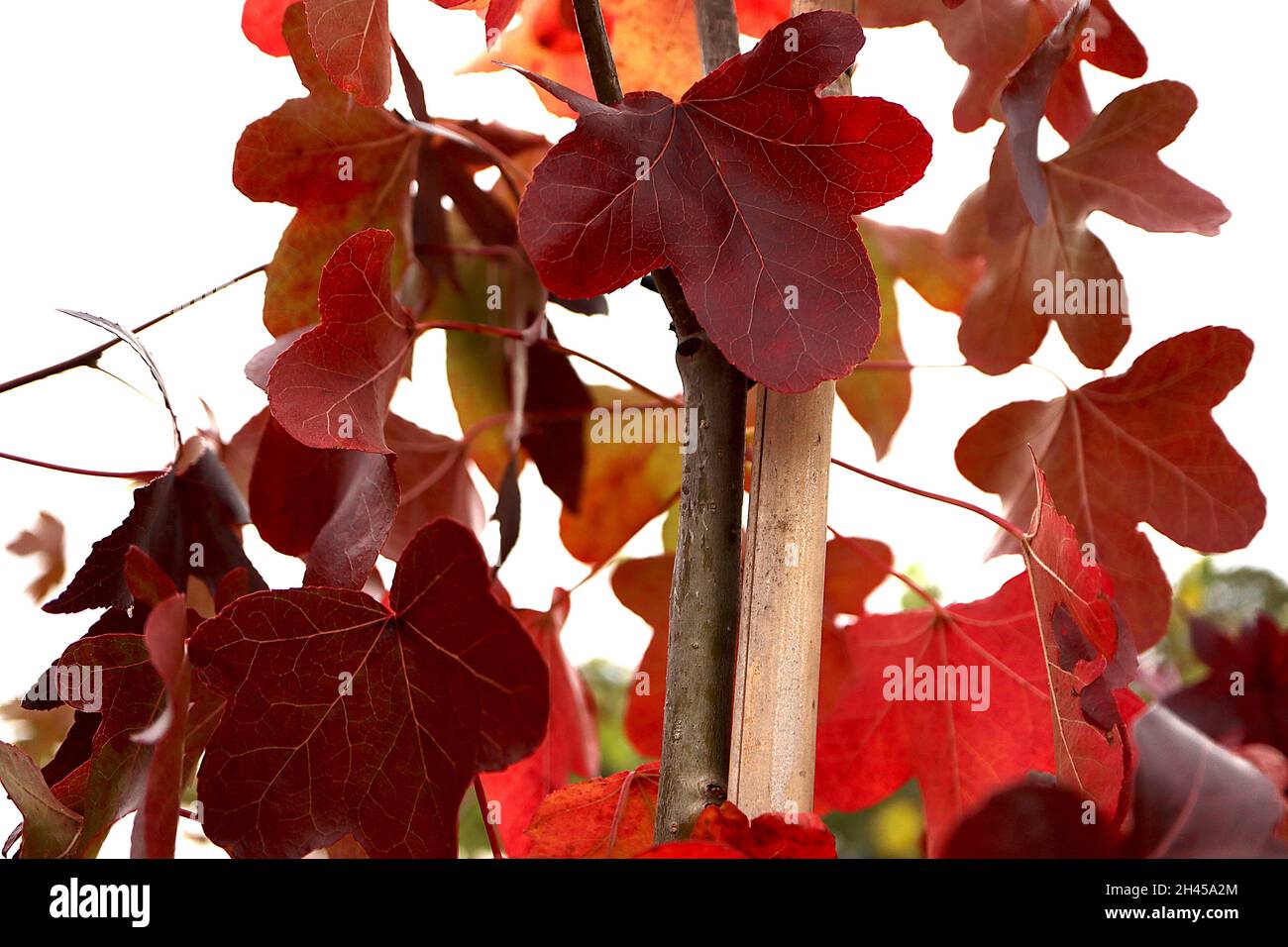 Liquidambar styraciflua «Rotundiloba» Sweet gum Rotundiloba - feuilles rouge foncé à trois lobes et à cinq lobes à lobes arrondis, octobre, Angleterre, Royaume-Uni Banque D'Images