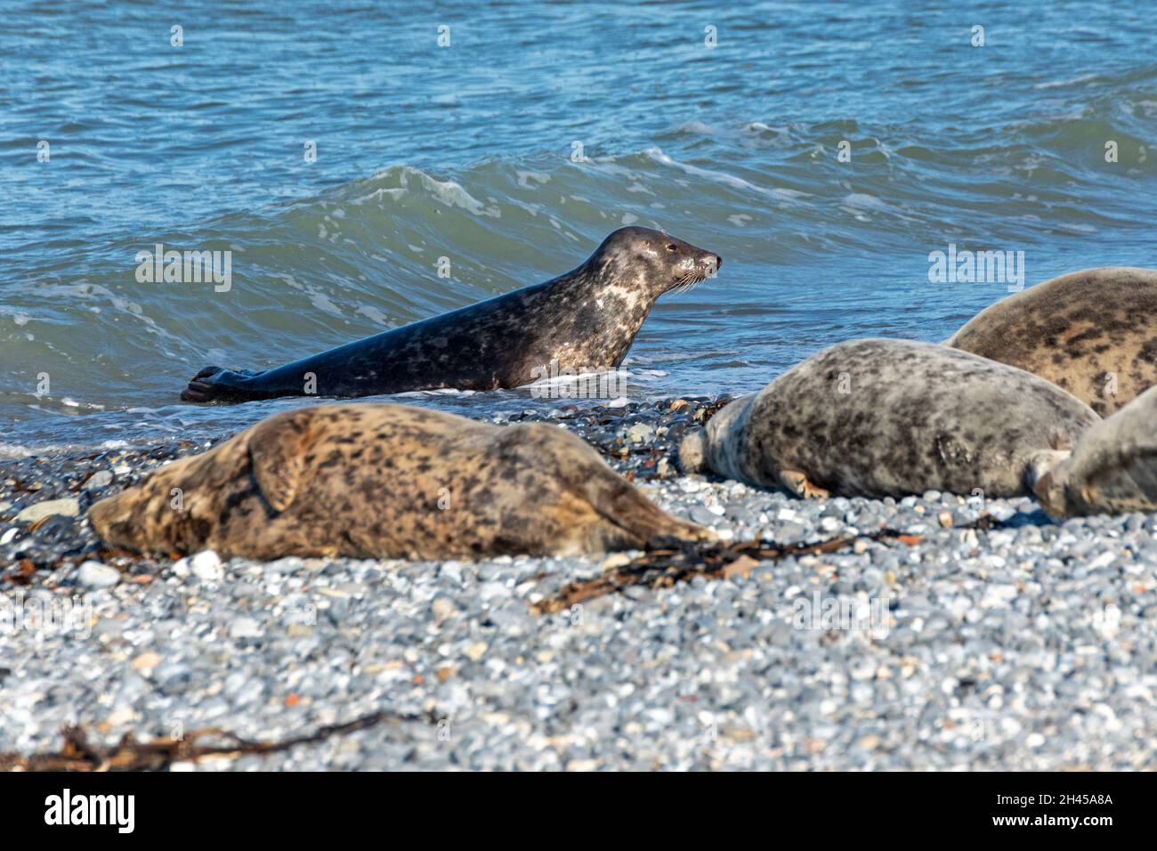 Phoques gris (Halichoerus grypus), Düne, île d'Heligoland, Schleswig-Holstein, Allemagne Banque D'Images