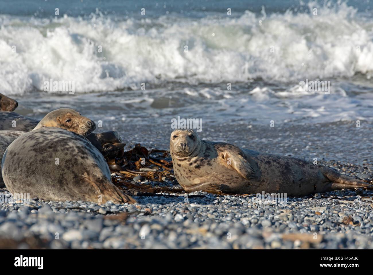 Phoques gris (Halichoerus grypus), Düne, île d'Heligoland, Schleswig-Holstein, Allemagne Banque D'Images