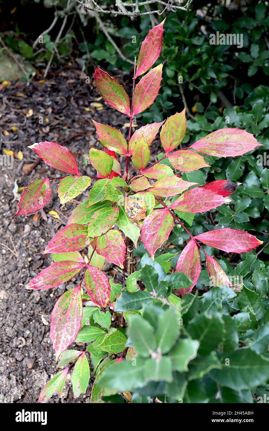 Mahonia japonica Japanese mahonia – Ovate tournant mi-vert et rouge feuilles d'épineux marbrées, arbre juvénile, octobre, Angleterre, Royaume-Uni Banque D'Images