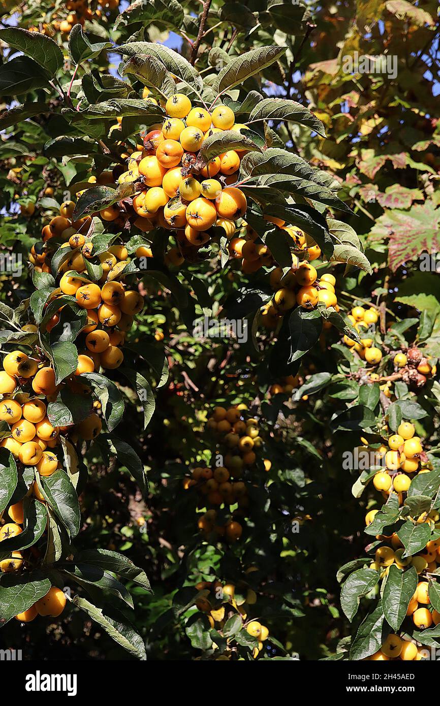 Malus x zumi «Golden Hornet» crabapple Golden Hornet – grappes denses de fruits jaunes profonds et de feuilles brillantes vert foncé, octobre, Angleterre, Royaume-Uni Banque D'Images