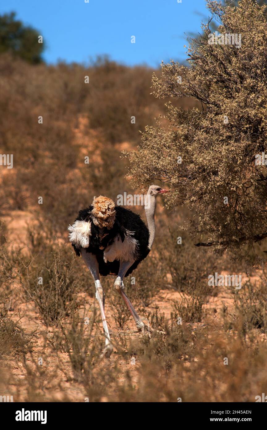 Autruche, le plus grand oiseau de la planète au parc Kgalagadi Transfontier, Afrique du Sud Banque D'Images