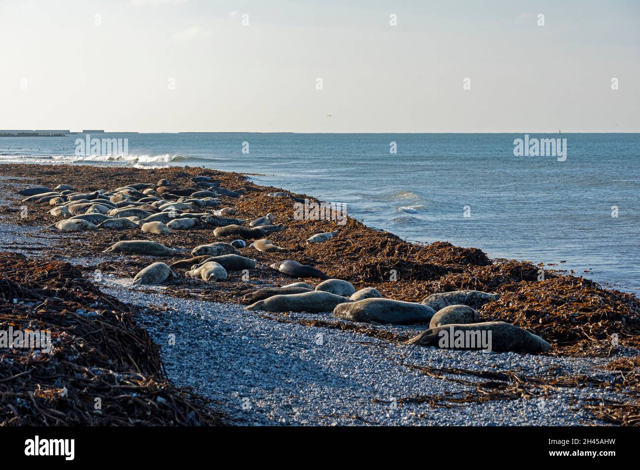 Phoques gris (Halichoerus grypus) se trouvant à la plage, Düne, île d'Heligoland, Schleswig-Holstein, Allemagne Banque D'Images