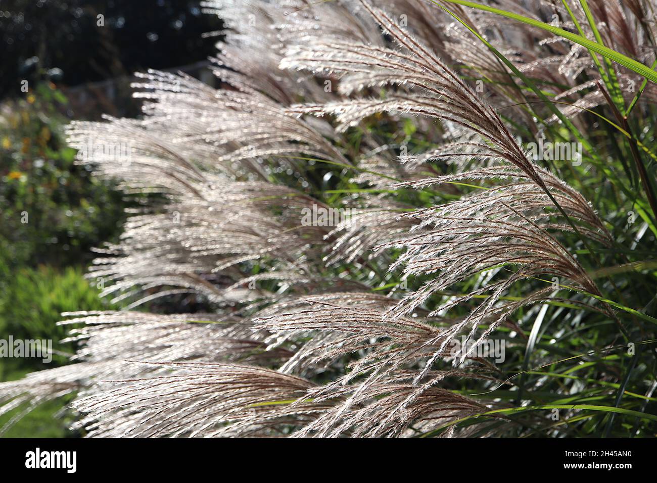 Miscanthus sinensis ‘Silberfeder’ Chinese Silver grass – plumes de fleurs soyeuses à buff, octobre, Angleterre, Royaume-Uni Banque D'Images