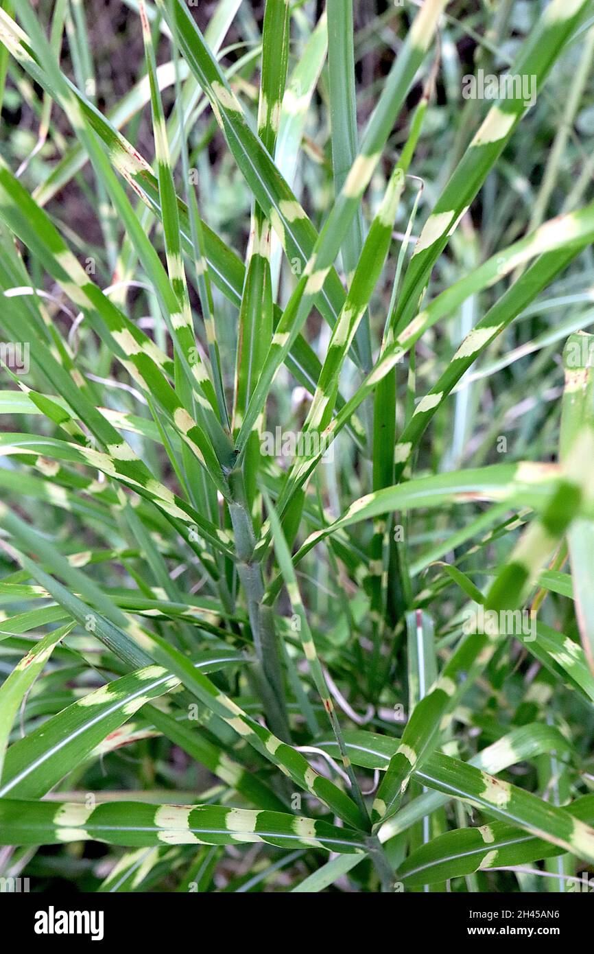 Miscanthus sinensis ‘trictus’ herbe argentée chinoise Strictus – arching de feuilles vertes brillantes avec des bandes jaune crème, octobre, Angleterre, Royaume-Uni Banque D'Images