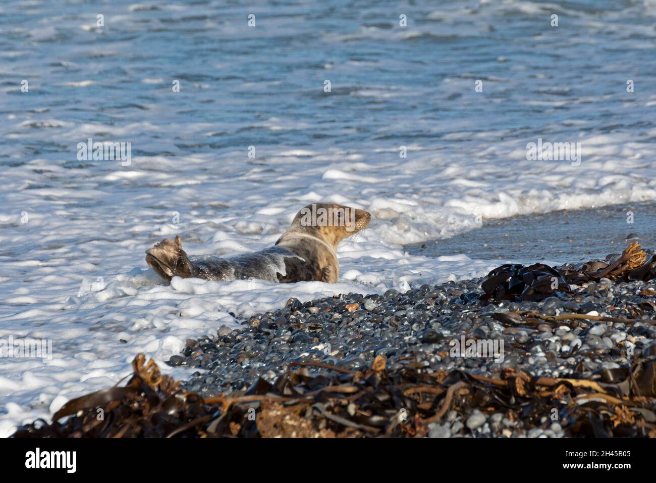 Phoque gris (Halichoerus grypus), Düne, île d'Heligoland, Schleswig-Holstein, Allemagne Banque D'Images