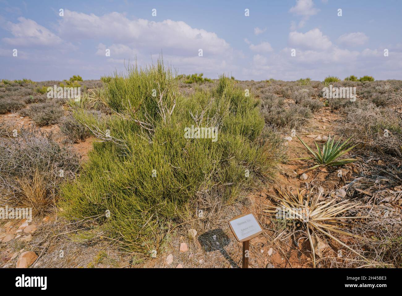 Mormon Tea Plant (genre Ephedra), un arbuste ligneux au milieu du désert en Arizona, originaire du Sud-Ouest américain Banque D'Images