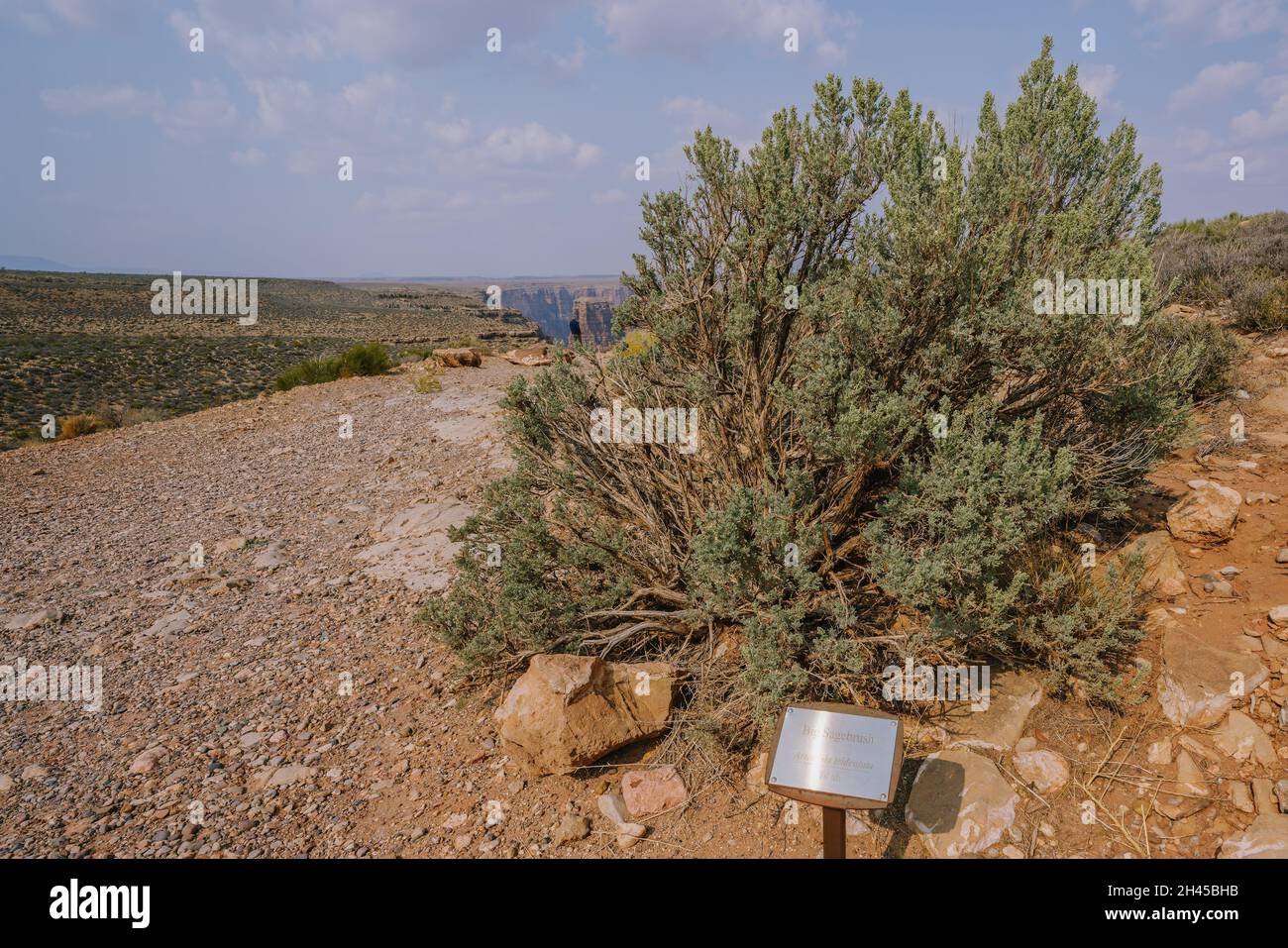 Un gros sagebrush ou un sagebrush du Grand bassin (Artemisia tridentata), un arbuste toujours vert au milieu du désert en Arizona Banque D'Images