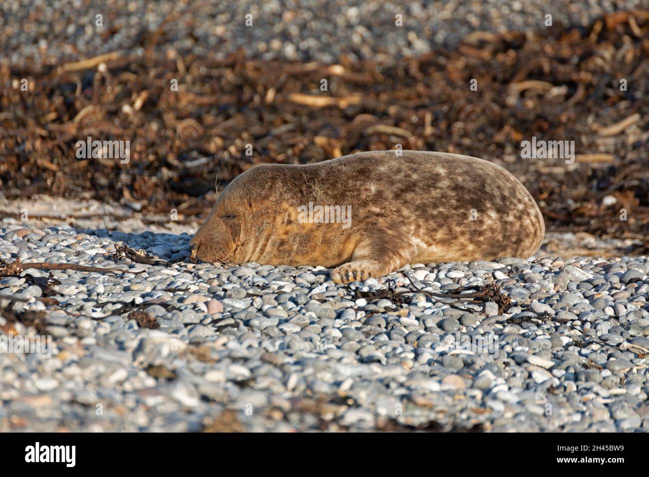 Phoque gris endormi (Halichoerus grypus), Düne, île d'Heligoland, Schleswig-Holstein, Allemagne Banque D'Images