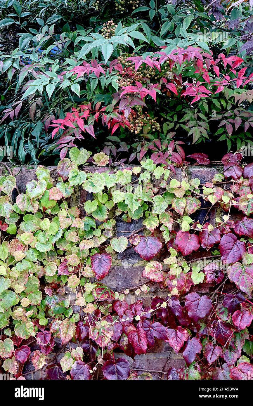 Parthenocissus tricuspidata ‘Beverley Brook’ Boston ivy Beverley Brook – feuilles bordeaux, rouge foncé, bordeaux et vert moyen à trois lobes de taille moyenne, Royaume-Uni Banque D'Images