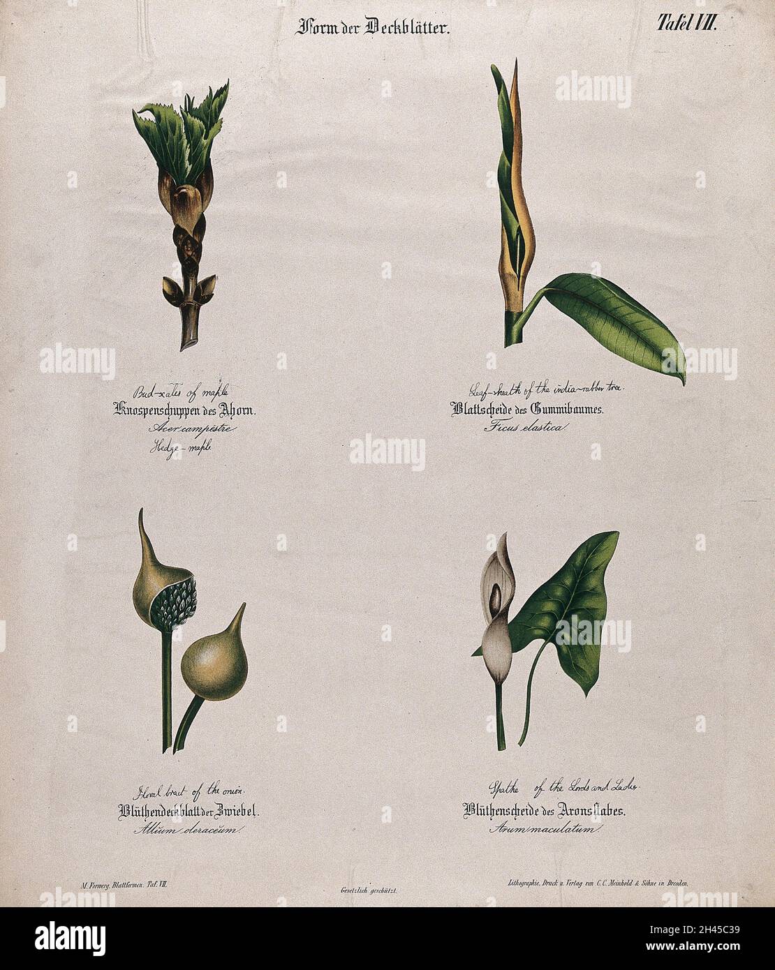 Quatre plantes, toutes avec différentes formes de bractées, de gaines ou de spathes.Chromolithographe, c.1850. Banque D'Images