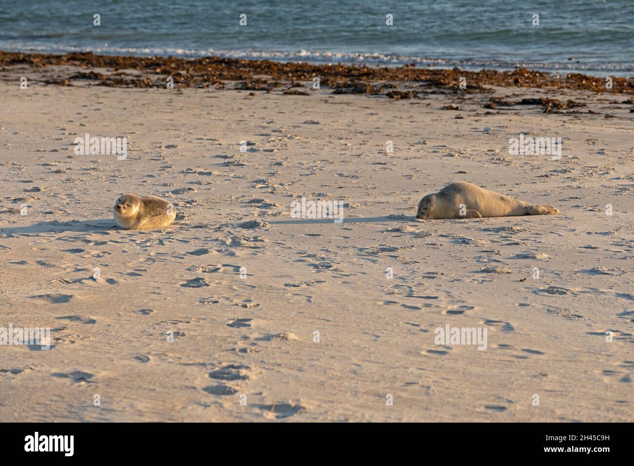 Petits phoques gris (Halichoerus grypus), Düne, île d'Heligoland, Schleswig-Holstein, Allemagne Banque D'Images