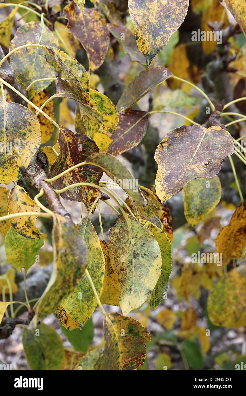 Pyrus communis «Beurre d’Amanlis» poire Beurre d’Amanlis – feuilles jaune, mi-vert et marron d’ovat brillant, octobre, Angleterre, Royaume-Uni Banque D'Images