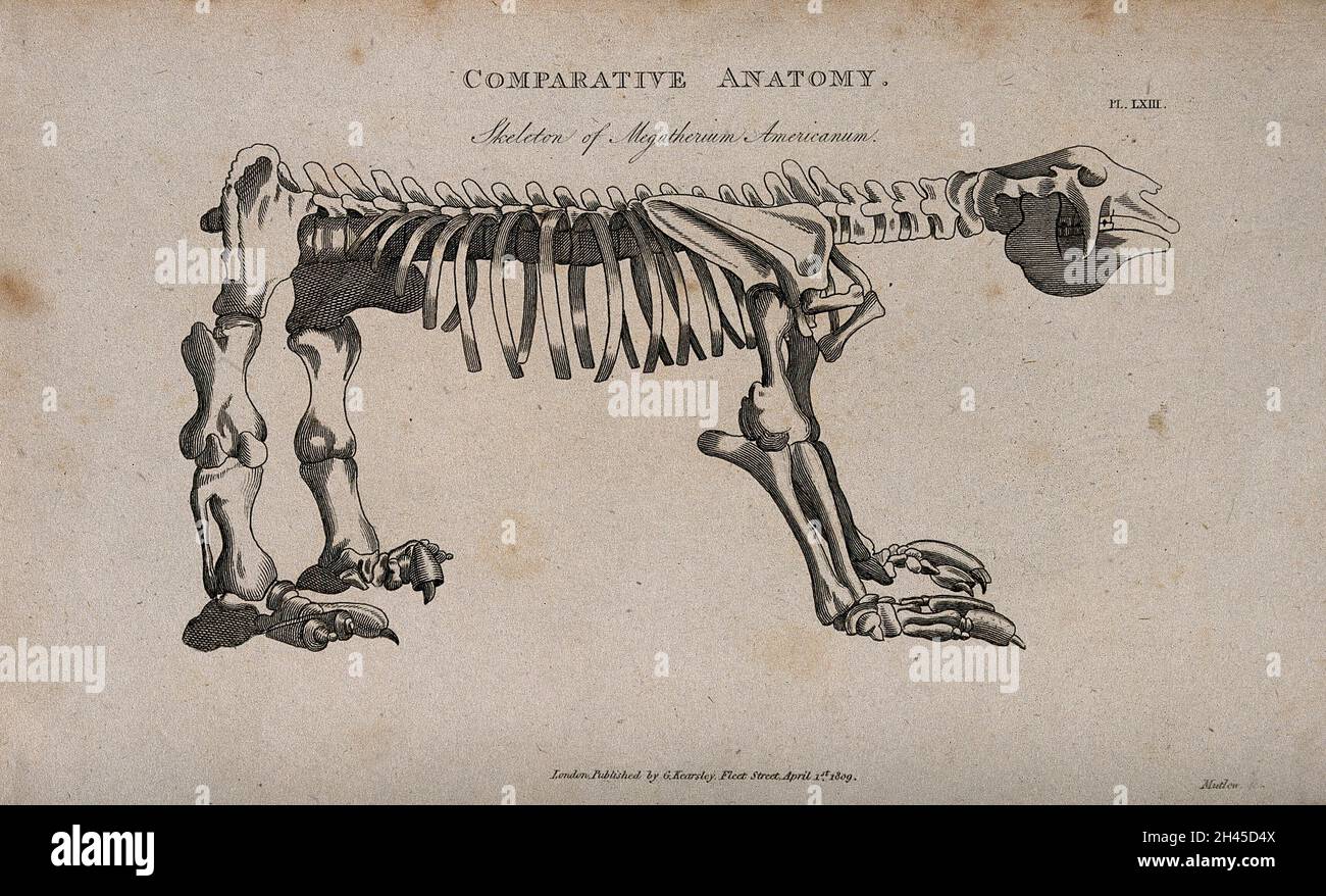Squelette d'un sloth (mecueilleurs americanum): Vue latérale.Gravure de lignes par Mutlow, 1809. Banque D'Images
