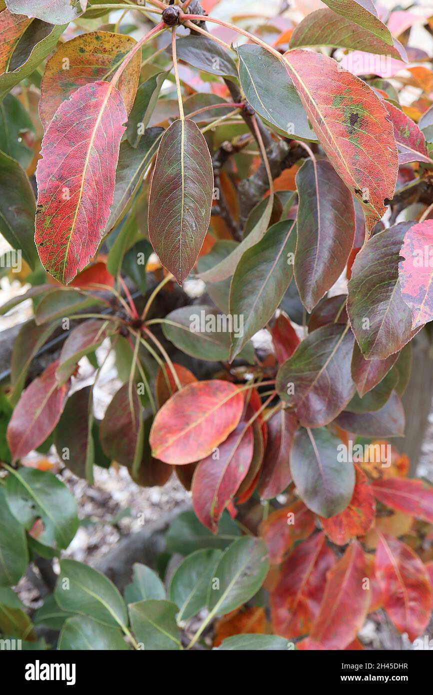 Pyrus communis Pear “Uvedale’s St Germain” Pear Uvedale’s St Germain – feuilles marbrées orange et rouge foncé brillantes en forme de lance, octobre, Angleterre, Royaume-Uni Banque D'Images