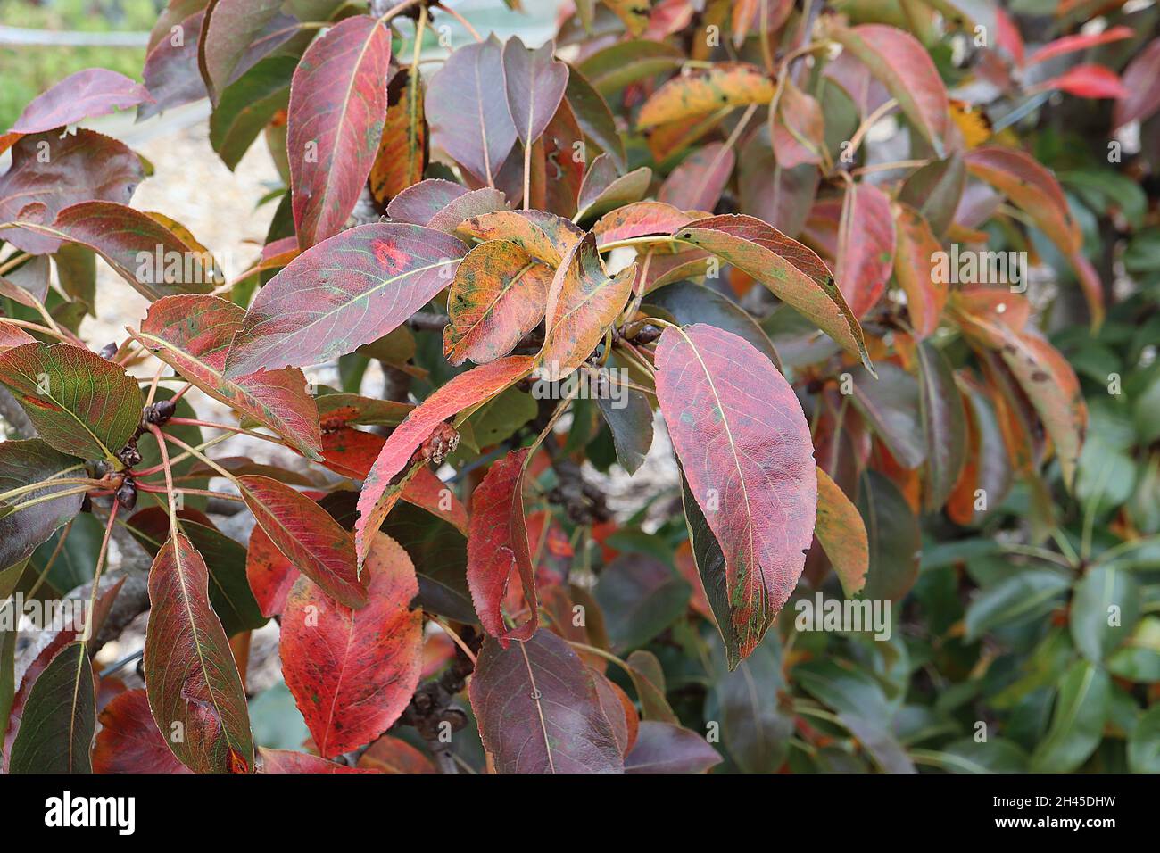 Pyrus communis Pear “Uvedale’s St Germain” Pear Uvedale’s St Germain – feuilles marbrées orange et rouge foncé brillantes en forme de lance, octobre, Angleterre, Royaume-Uni Banque D'Images