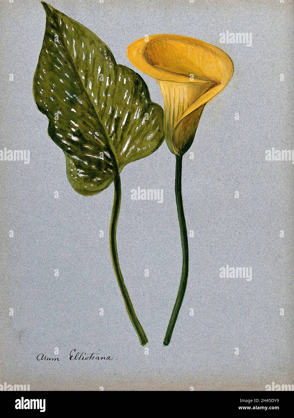 Lys d'arum jaune (Zantedeschia elliottiana) : inflorescence et feuilles.Aquarelle  Photo Stock - Alamy