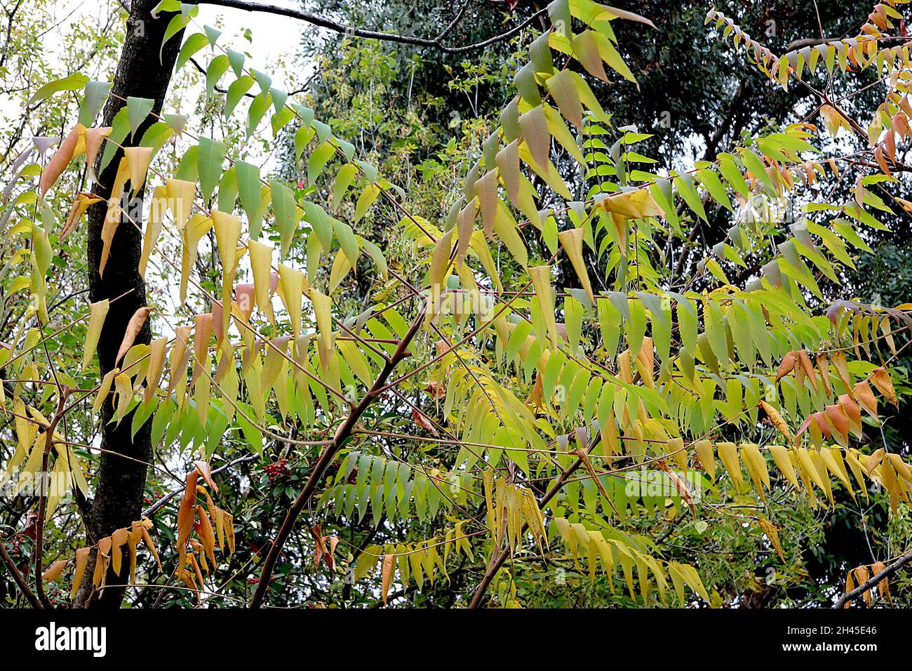 Le sumach de la corne de Rhus typhina – grandes feuilles composées de vert moyen, jaune, orange et rouge, octobre, Angleterre, Royaume-Uni Banque D'Images