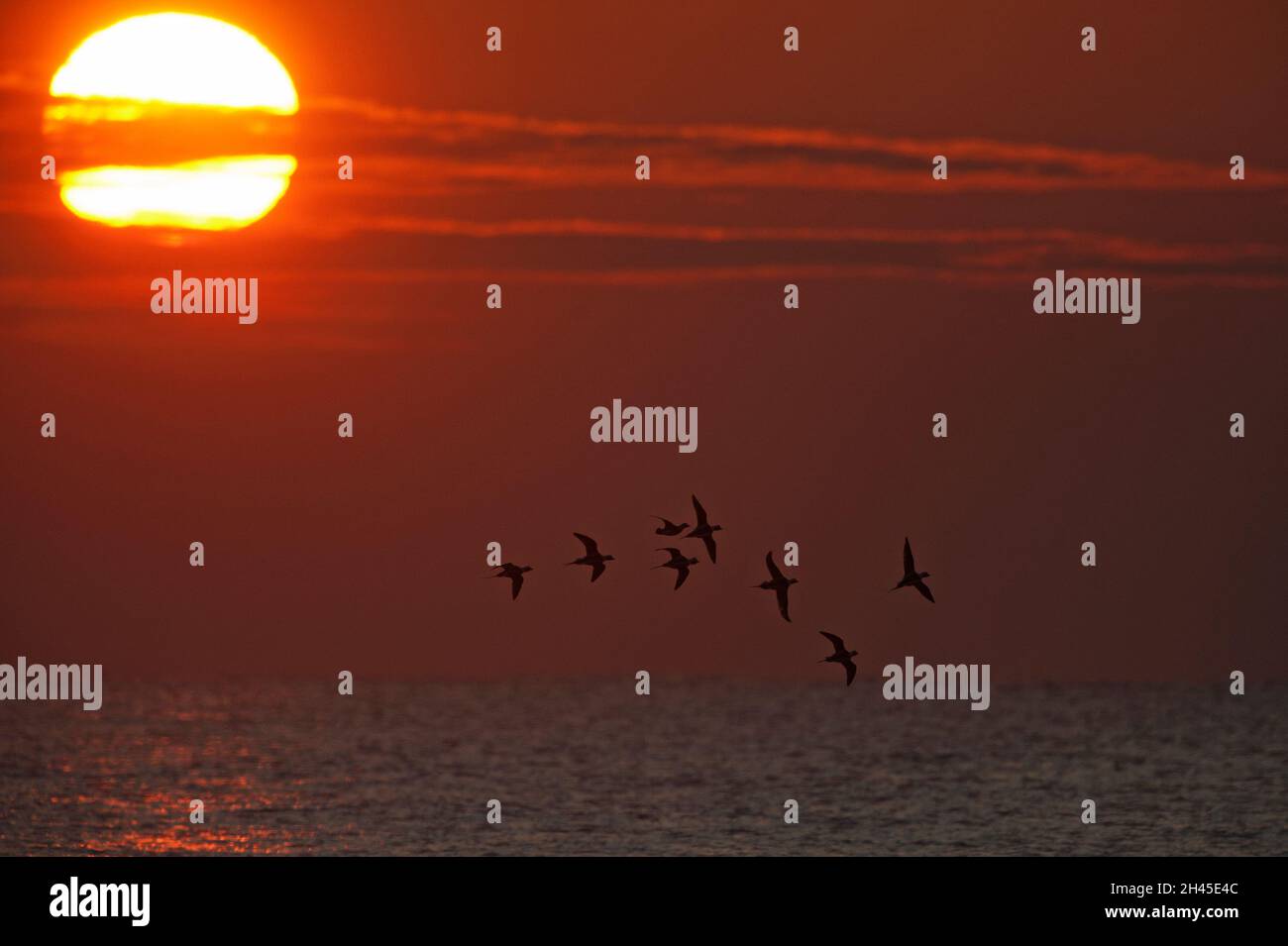 Silhouette de canard à queue longue à l'aube Banque D'Images
