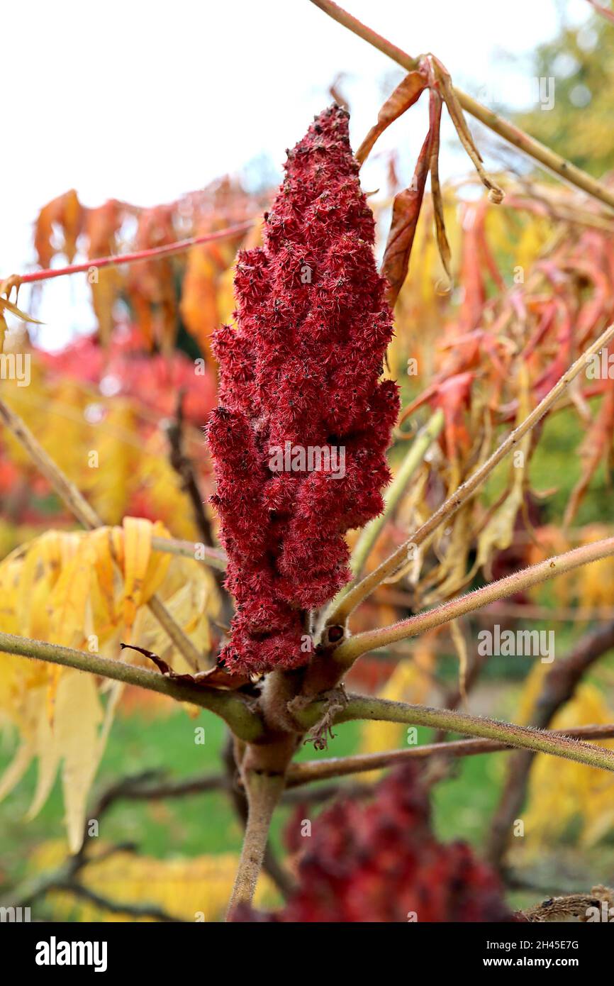 Rhus typhina ‘Dissecta’, sommier à feuilles coupées – infractescence rouge cramoisi et tiges disséquées multicolores, branches tordues, petit arbre, Banque D'Images