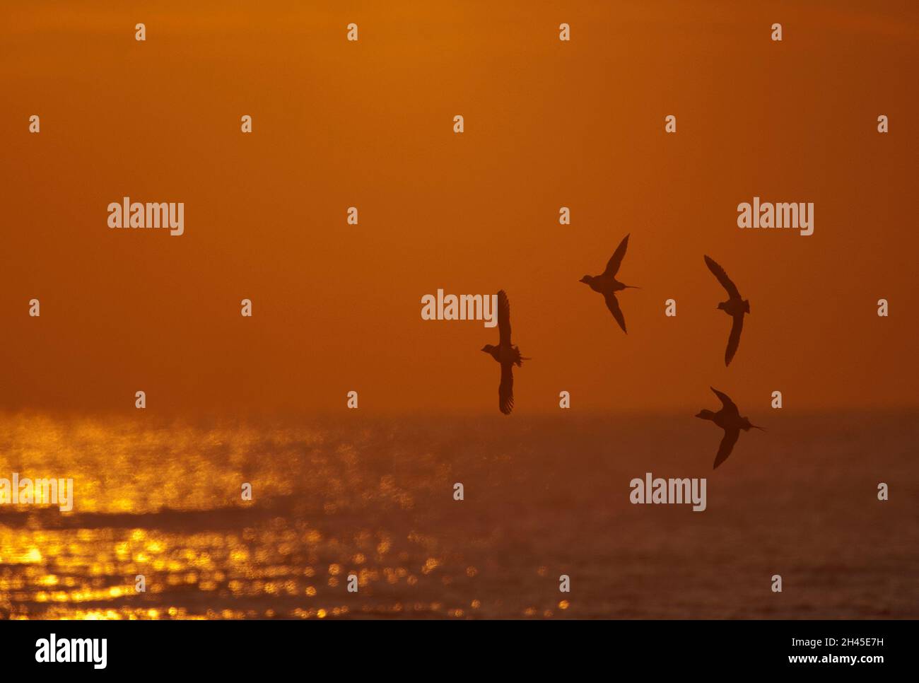 Silhouette de canard à queue longue à l'aube Banque D'Images