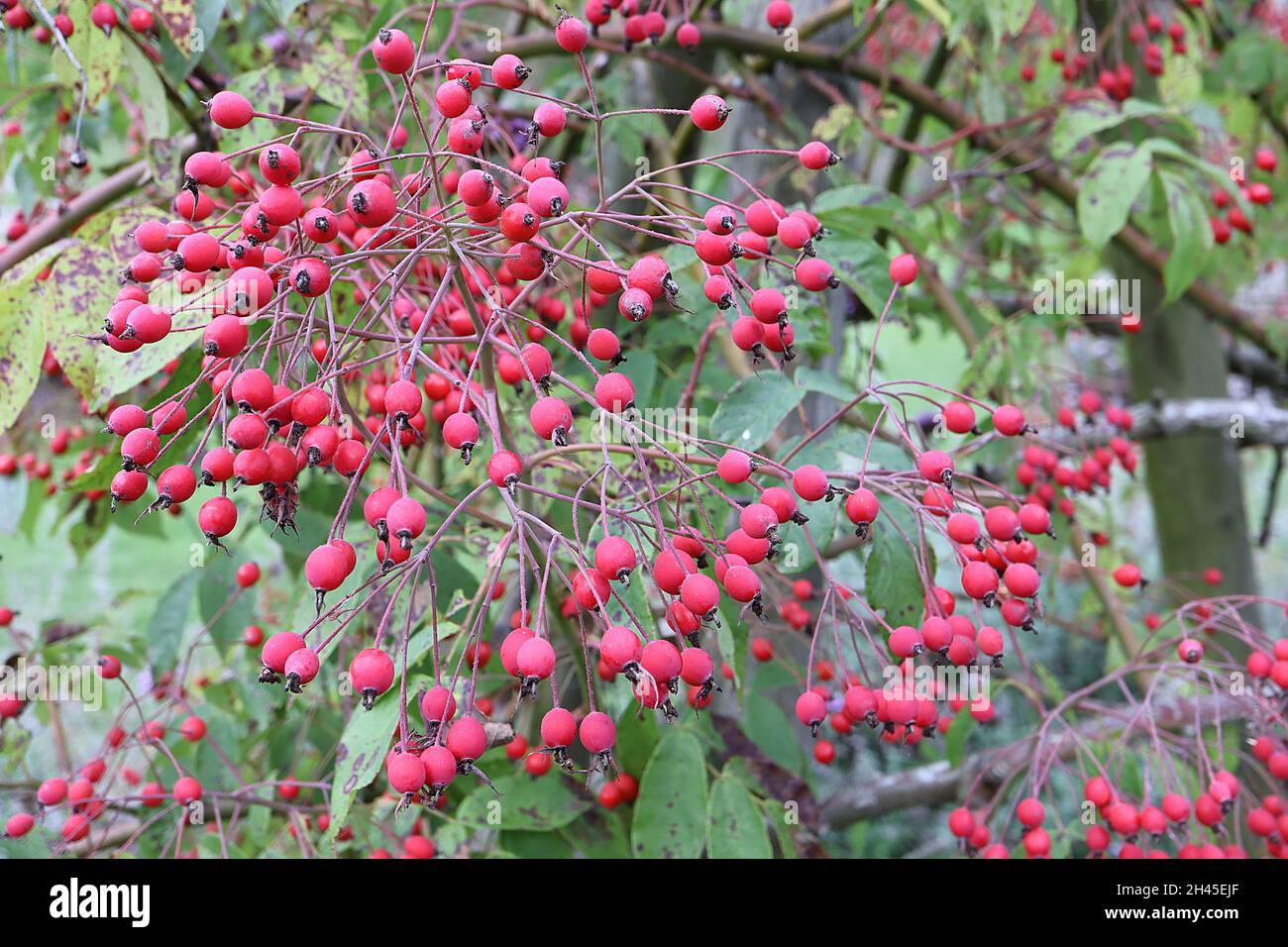 Rosa filipes ‘Kiftsgate’ (rose Rambling) rose Kiftsgate - grandes grappes à tiges de hanches roses rouges brillantes, octobre, Angleterre, Royaume-Uni Banque D'Images