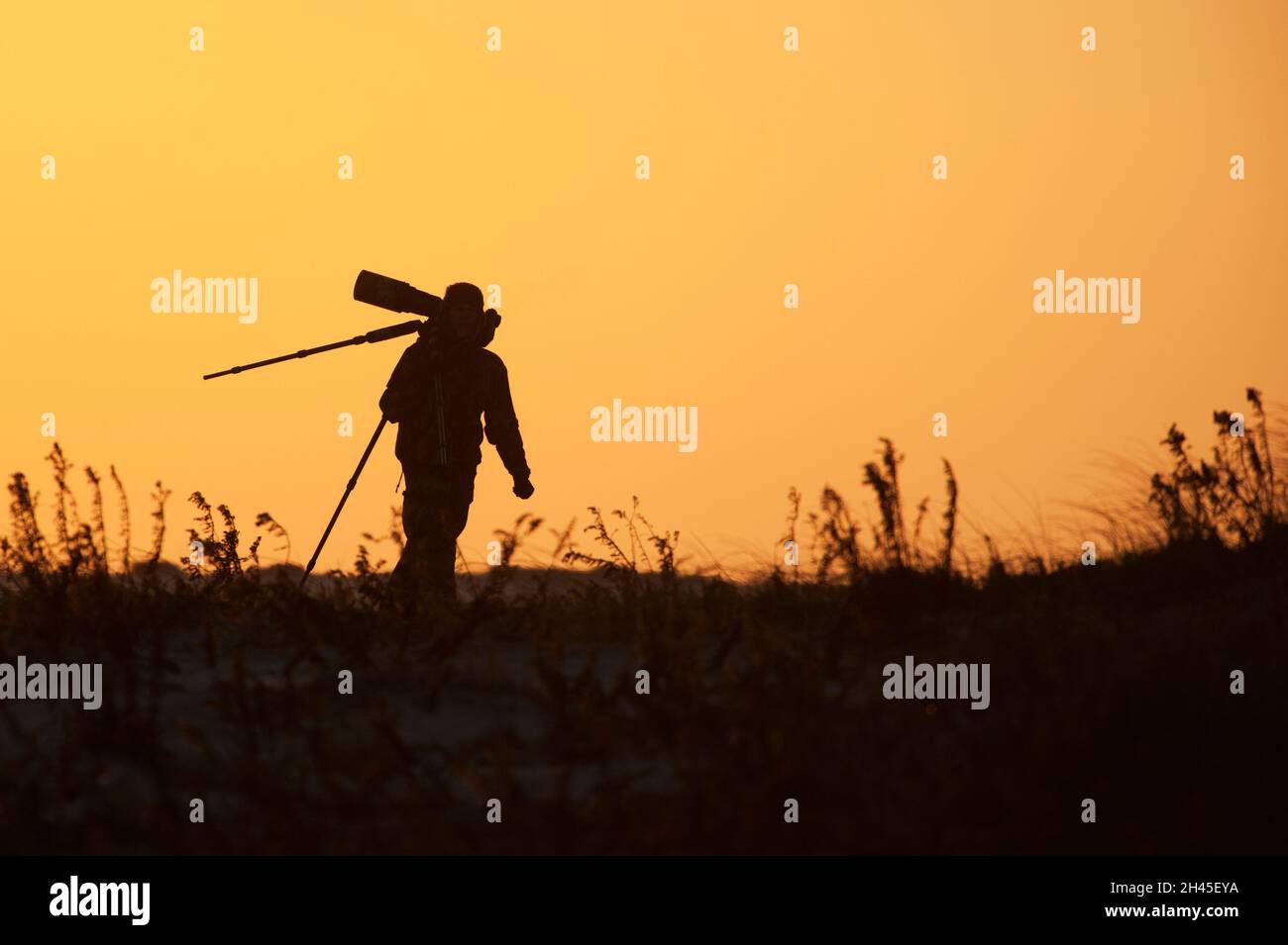 Silhouette de photographe de la faune au coucher du soleil Banque D'Images