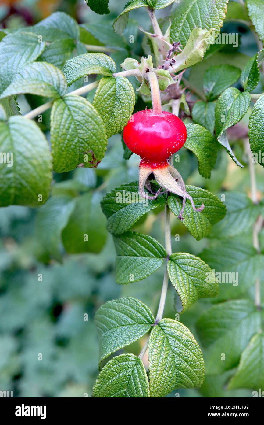 Rosa rugosa rosehIPS rosehIPS rosé japonais – en forme de citrouille, hanches roses rouges brillantes et feuilles ridées vert vif, octobre, Angleterre, Royaume-Uni Banque D'Images