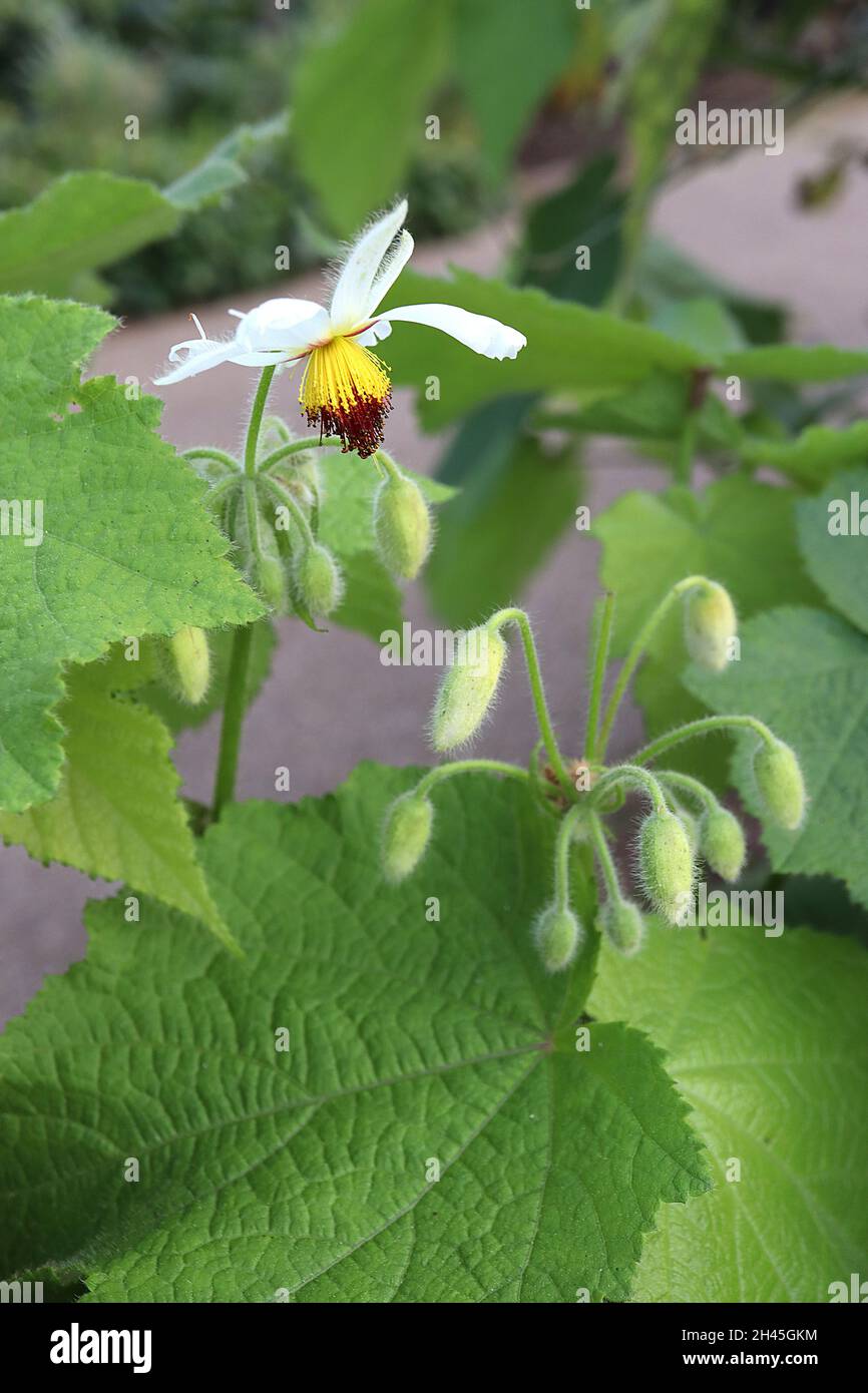 Sparrmannia Africana chanvre africain – fleurs blanches pendantes aux étamines jaune et rouge foncé, grandes feuilles ressemblant à l'érable, tiges très hautes, octobre, Royaume-Uni Banque D'Images