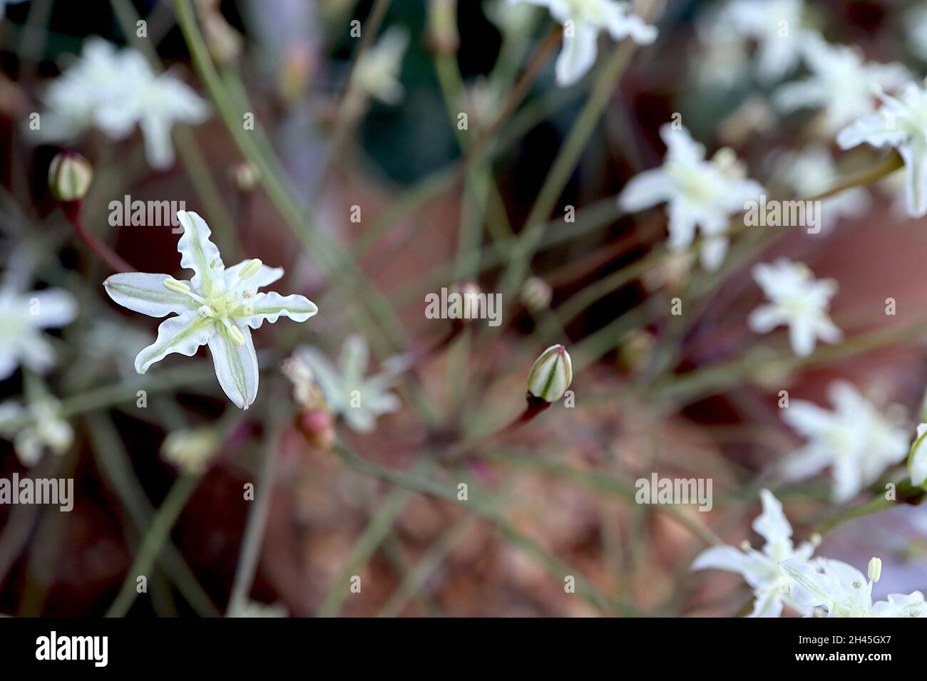 Strumaria gemmata fleurs blanches en forme d'étoile avec barre médiane vert pâle sur tiges en wiry, octobre, Angleterre, Royaume-Uni Banque D'Images