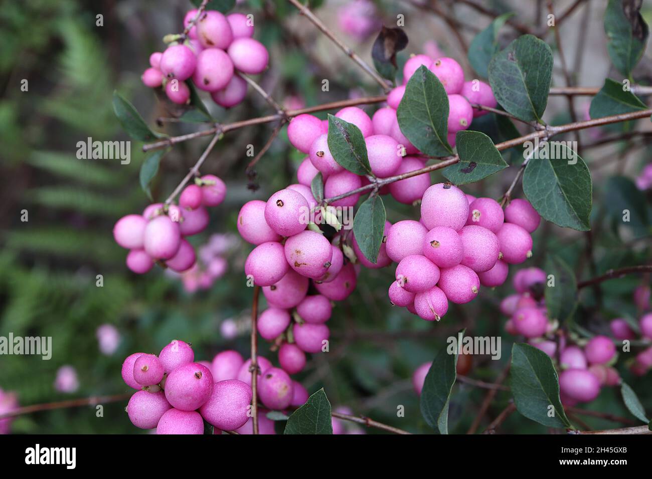 Symphoricarpos x doorenbosii «Melother of Pearl» – grappes de baies roses moyennes mates, octobre, Angleterre, Royaume-Uni Banque D'Images