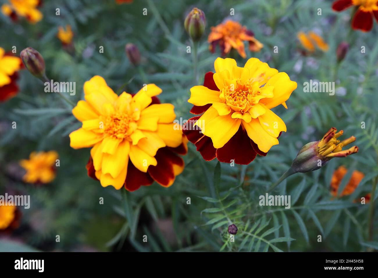 Tagetes patula ‘Parky Mixe’ French marigold Sparky Mixed - doubles fleurs rouges profondes avec bordures jaunes et pétales supérieurs jaunes, octobre, Royaume-Uni Banque D'Images