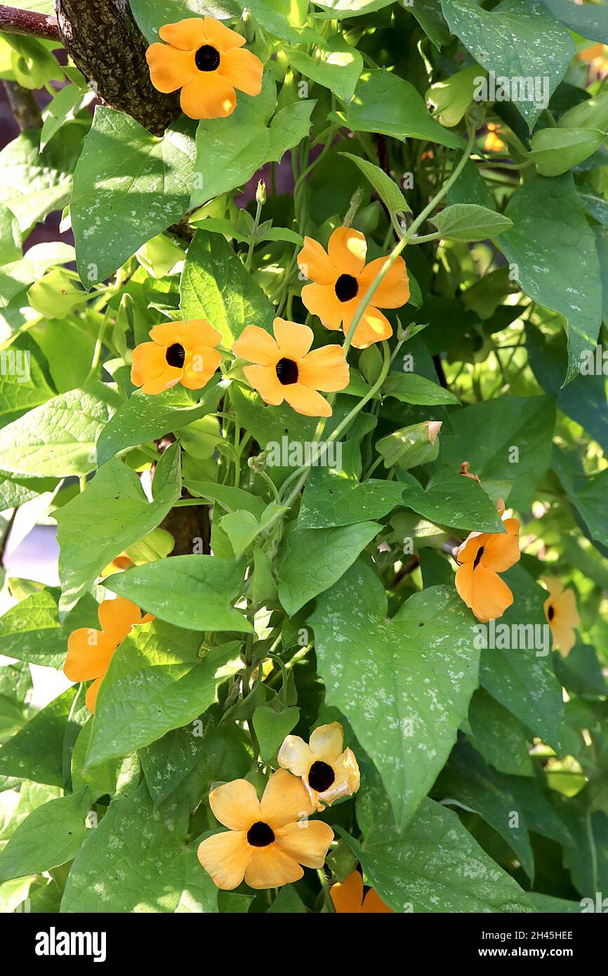 Thunbergia alata «Golden Eyes» à yeux noirs Susan Golden Eyes – fleurs jaunes dorées avec centre noir, grandes feuilles ovales, octobre, Angleterre, Royaume-Uni Banque D'Images