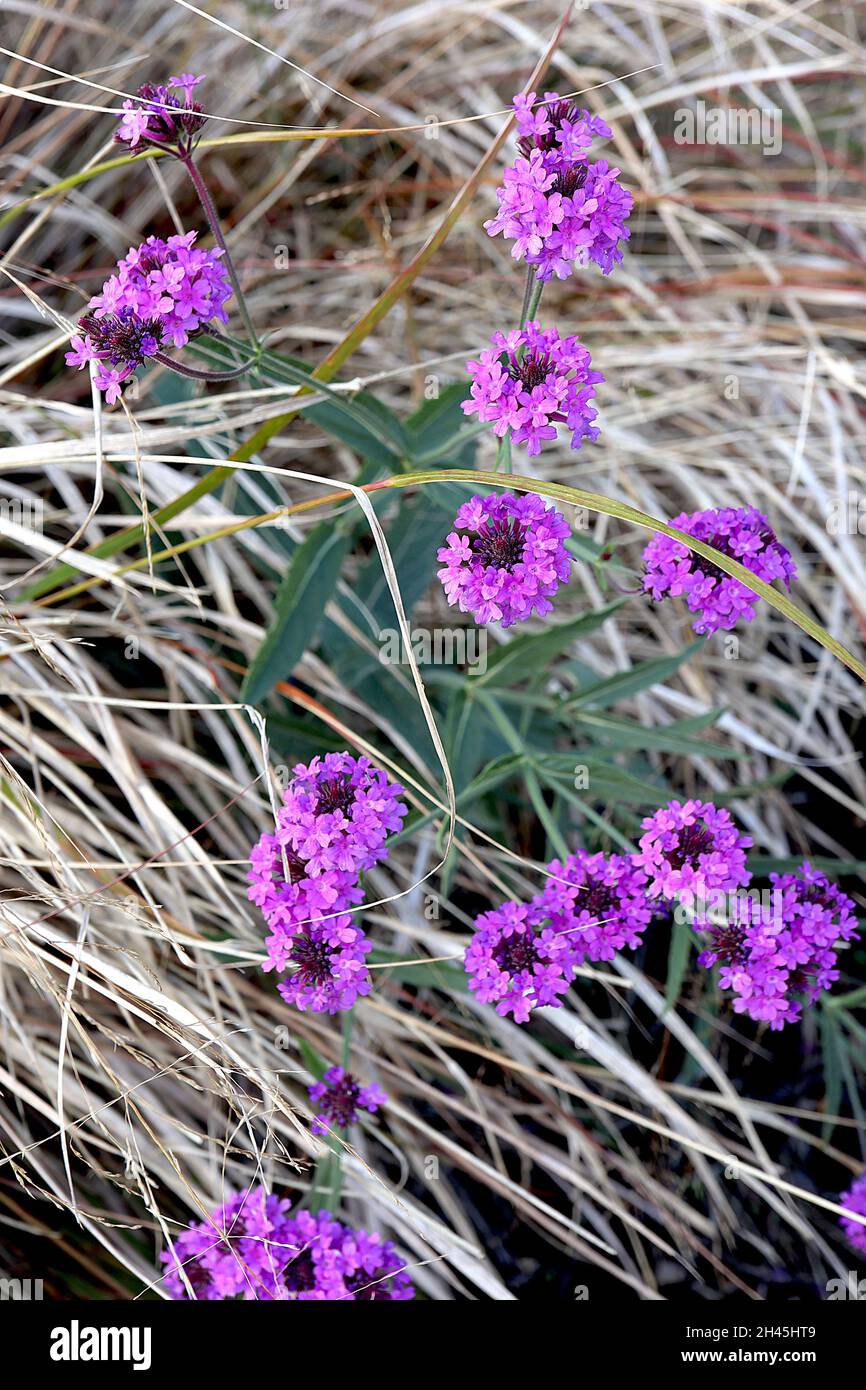 Verbena rigida ‘Santos Purple’ Slender Vervain Santos Purple – Whorls of Tiny violet flowers, octobre, Angleterre, Royaume-Uni Banque D'Images