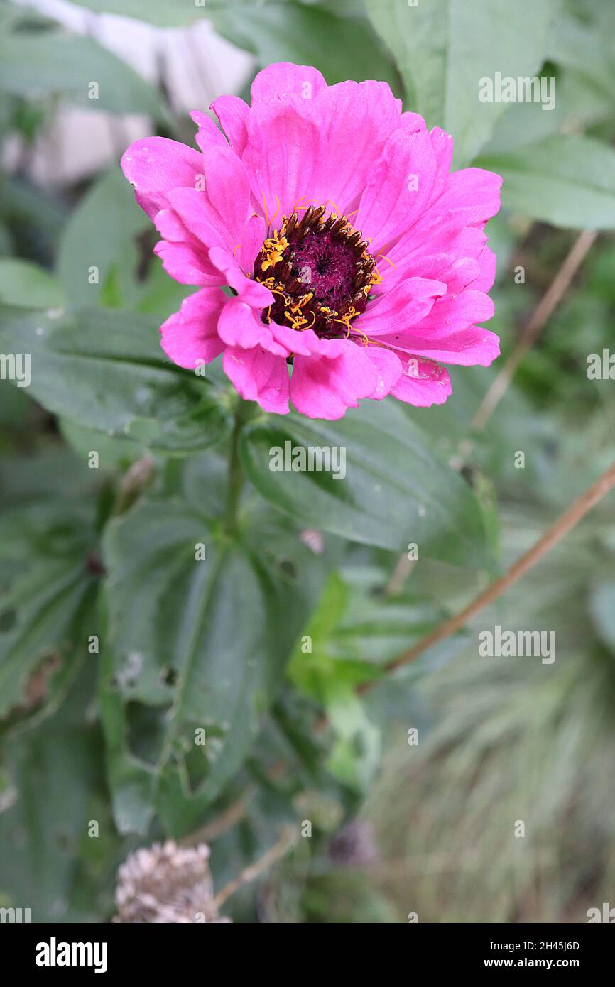Zinnia elegans «Whirligig Mixed», fleurs roses profondes semi-doubles, octobre, Angleterre, Royaume-Uni Banque D'Images