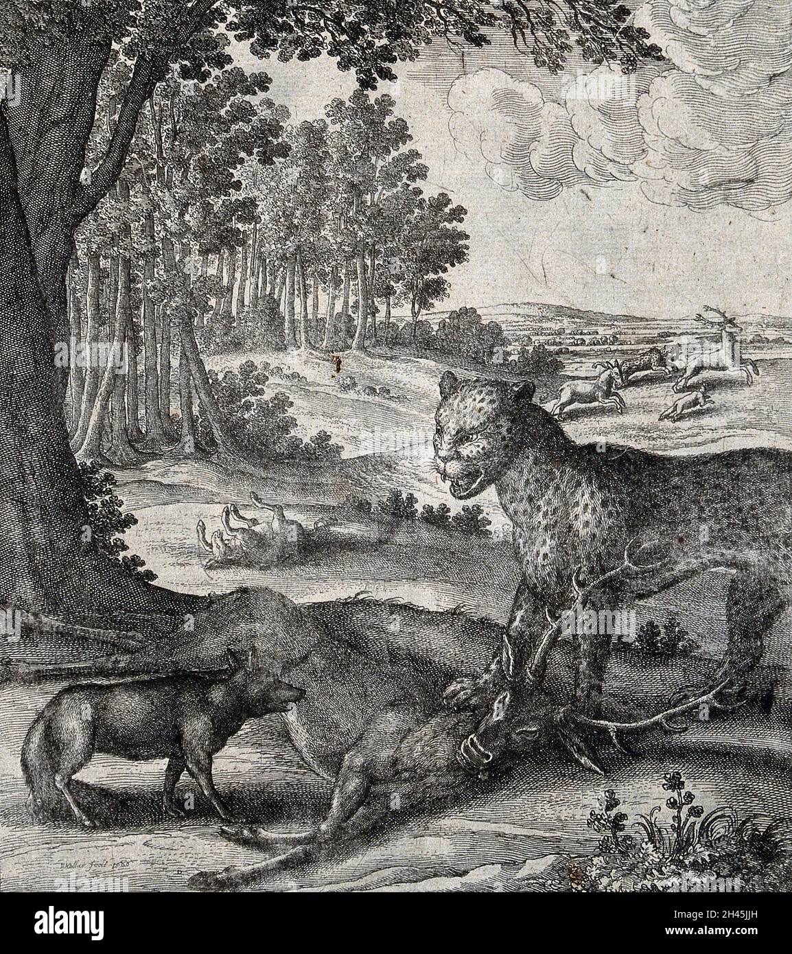Un léopard est debout avec un paw sur un cerf qu'il a descendu et fait face à un renard qui s'approche.Gravure par W. Holar pour une fable par J. Ogilby. Banque D'Images