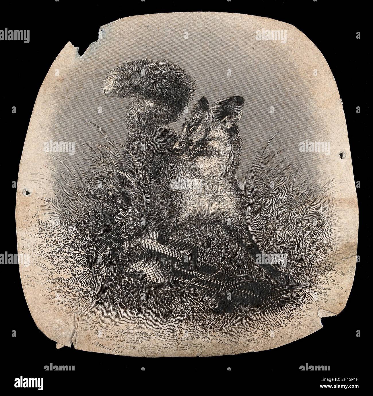 Un renard en agonie avec sa patte prise dans un piège.Gravure de bois par J Bateman. Banque D'Images