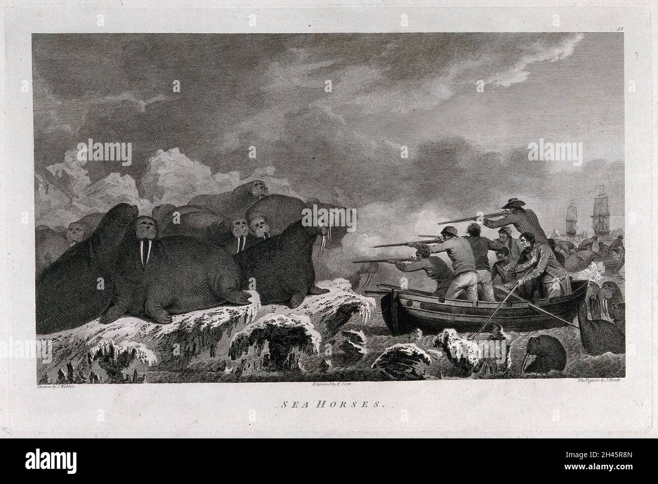 Les hommes du capitaine Cook sur le point de tirer sur un troupeau de morses au cours de son troisième voyage (1777-1780) gravure par E. Scott et J. Heath après J. Webber, ca.1785. Banque D'Images