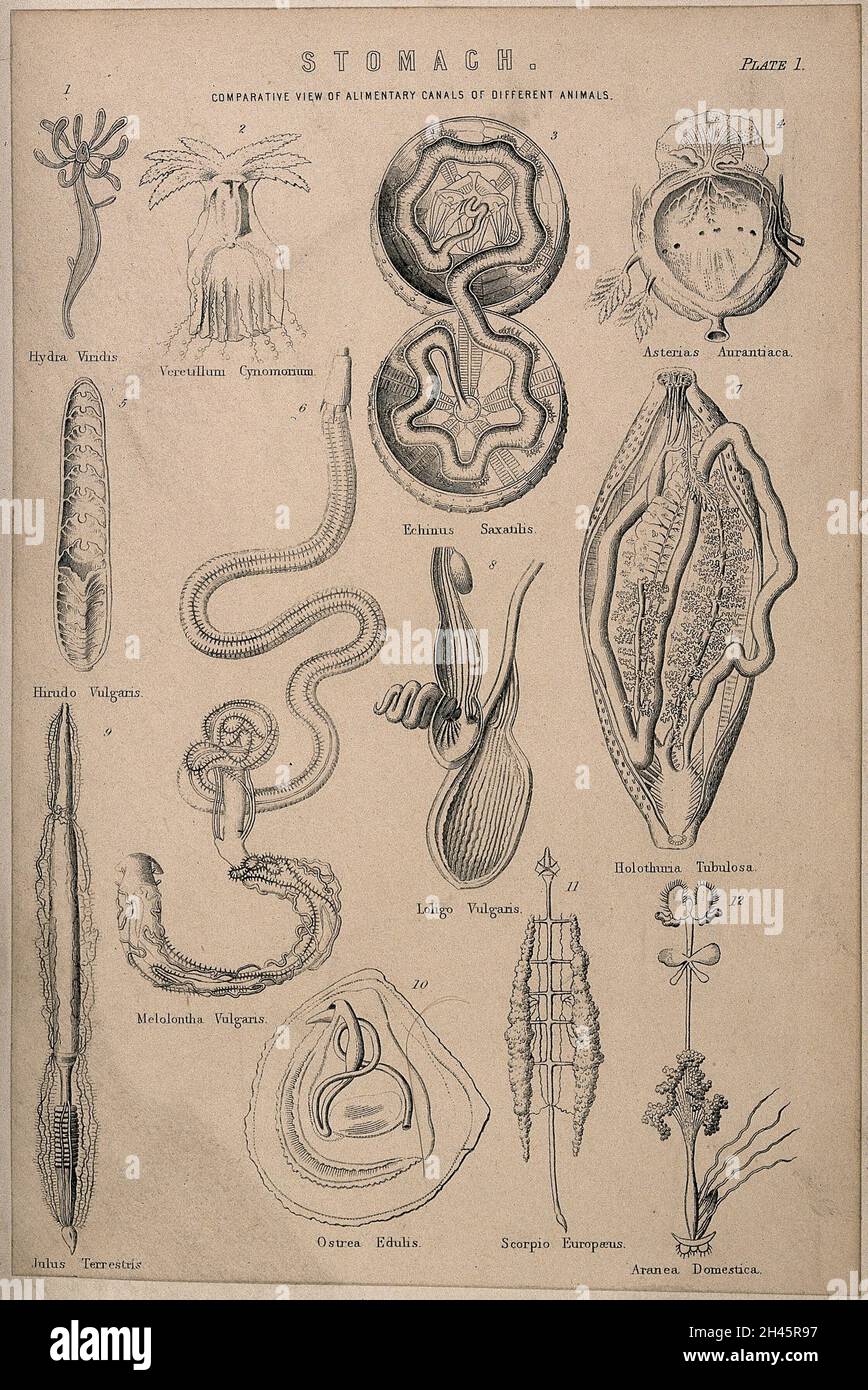 Dissection comparant les estomacs de diverses espèces d'animaux : douze chiffres.Gravure de ligne, 1830/1870? Banque D'Images