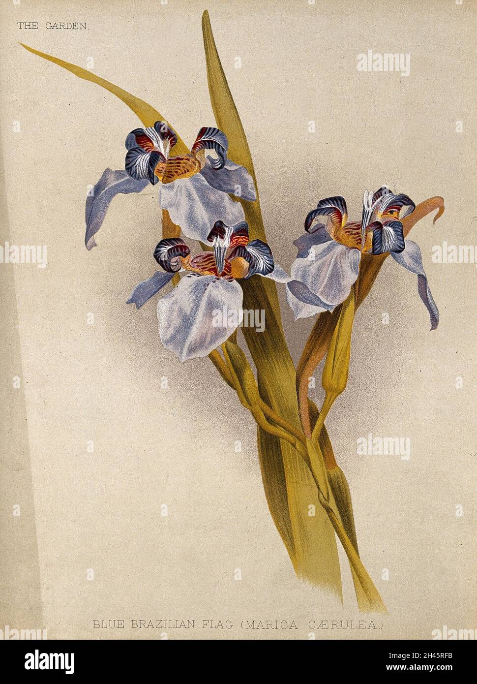 Une fleur de l'iris du drapeau bleu (Marica caerulea) Chromolithographe, c.1888, après H. Moon. Banque D'Images