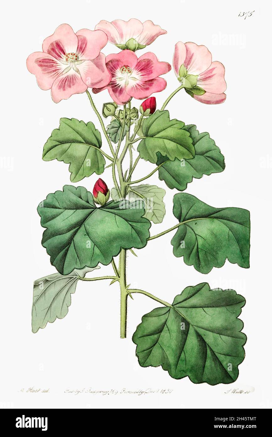 Les palavia à feuilles rhombées sont tirées du registre botanique d’Edwards (1829—1847) par Sydenham Edwards, John Lindley et James Ridgway.Original de la Biodiversification Banque D'Images