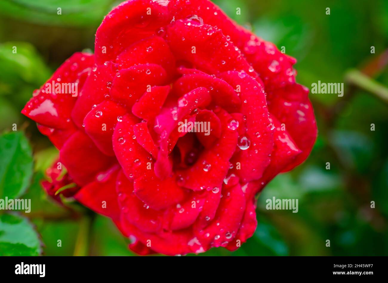 Des raindrops écoutent une rose de Chine rouge Bengale (Rosa chinensis) dans le jardin, 8 avril 2014, à Coden, Alabama. Banque D'Images