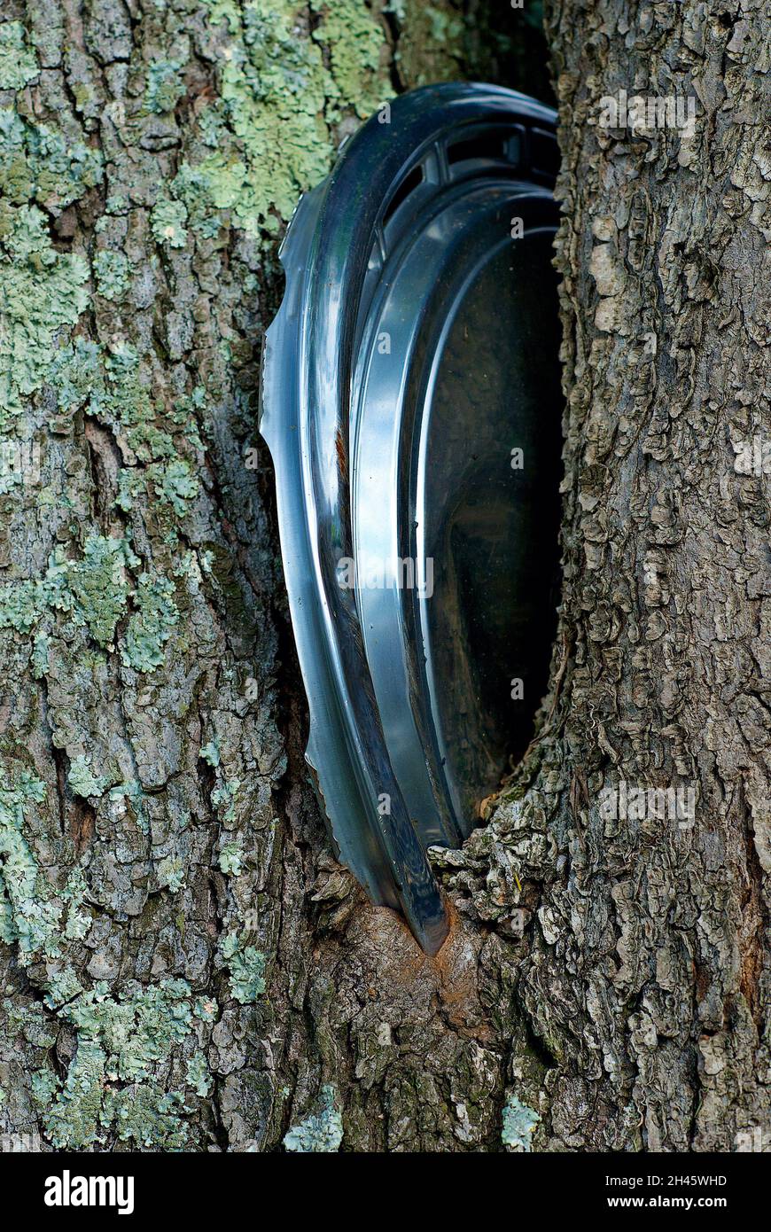 Une casquette métallique d'un vieux pneu de voiture est intégrée dans la  fourche d'un arbre mûr qui a grandi autour d'elle Photo Stock - Alamy