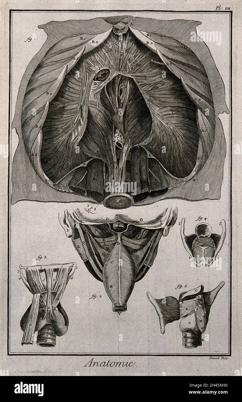 Le diaphragme (fig.1) après Haller, le pharynx, vu de l'arrière et le larynx vu de l'avant (figures 2-3), après Duverney, et le larynx vu de l'arrière et ouvert et du côté (figures 4-5), après Eustachius.Gravure de Benard, fin du XVIIIe siècle. Banque D'Images