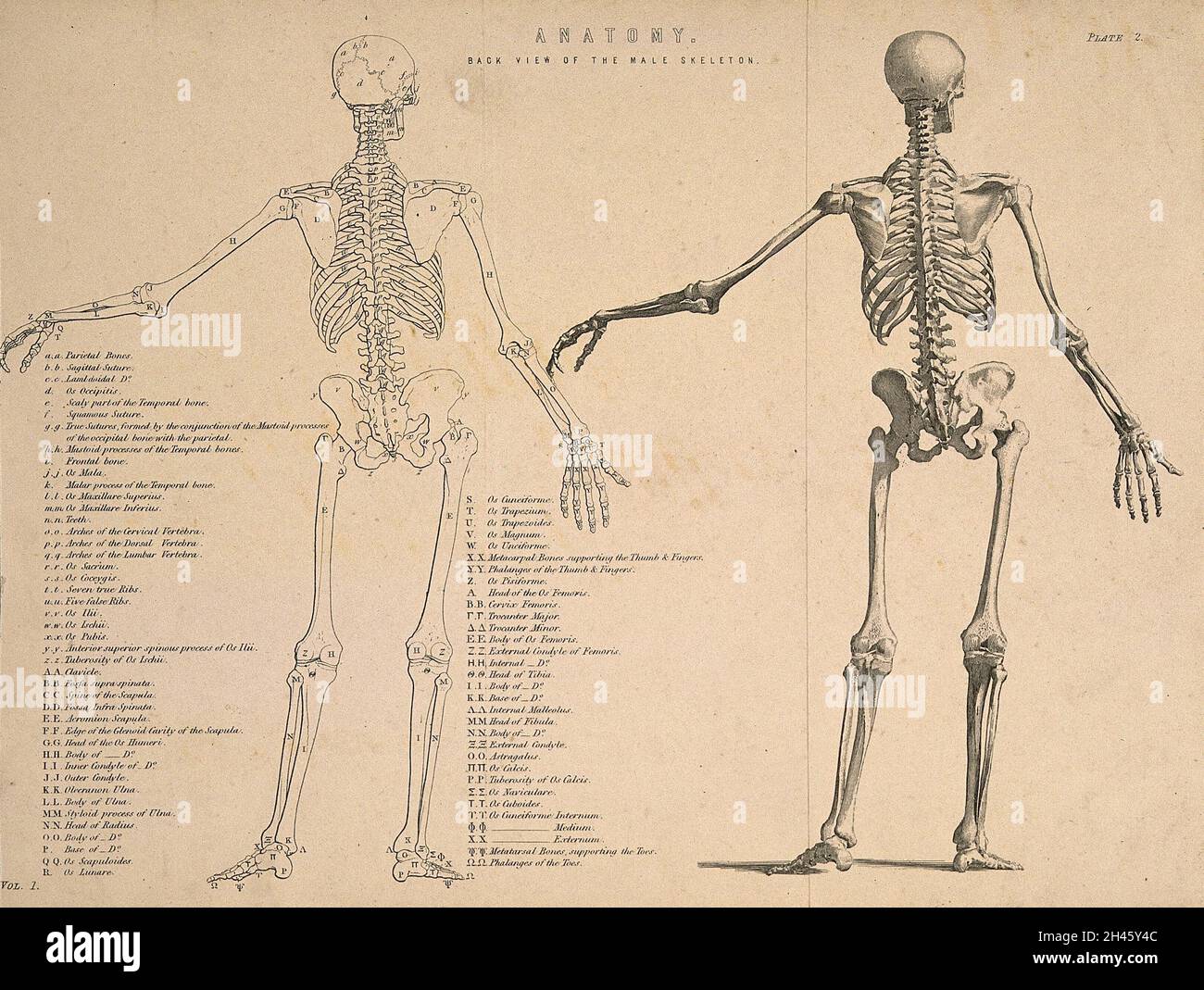 Squelette mâle vu de derrière, avec le bras gauche étendu : deux figures (une dessin de contour).Gravure de ligne, env.1850. Banque D'Images