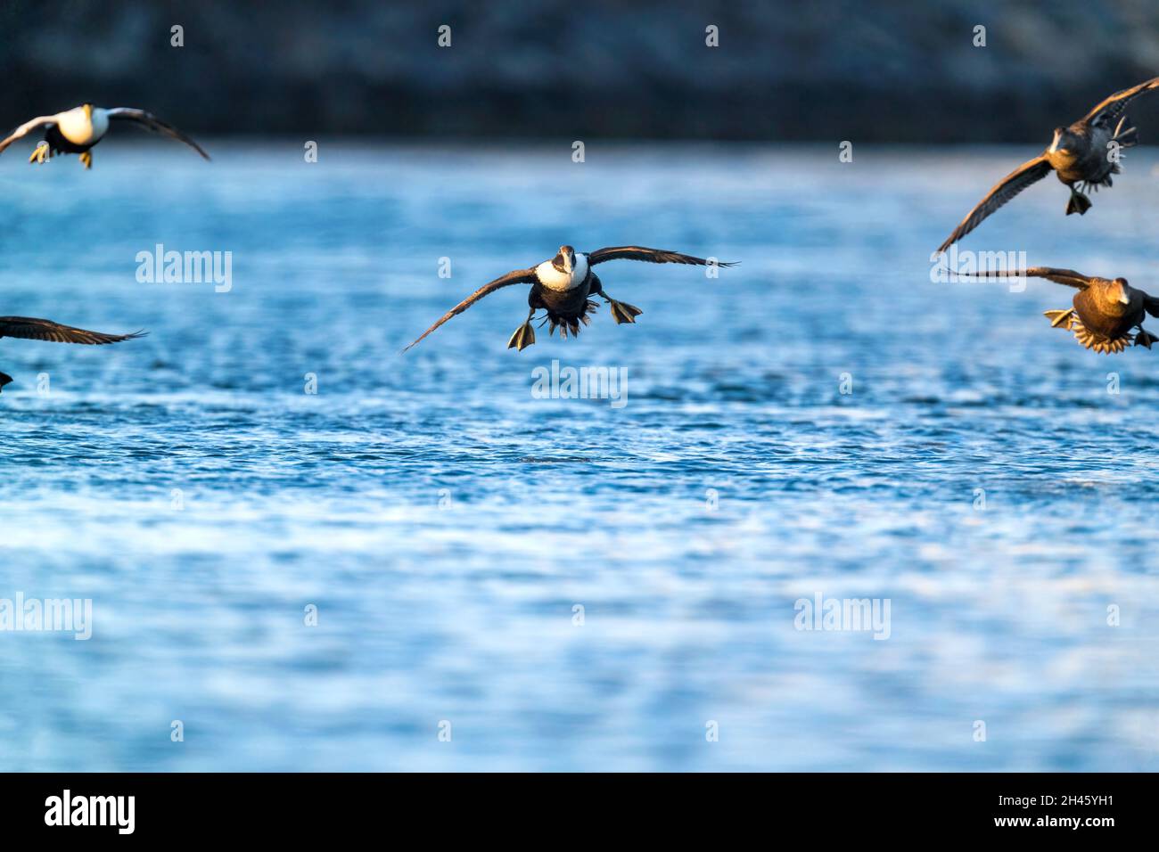 Jeune homme Common Eider venir pour un atterrissage sur l'eau avec ses ailes et ses pieds largement répandus - Nouvelle Angleterre photographie de sauvagine côte est des États-Unis Banque D'Images