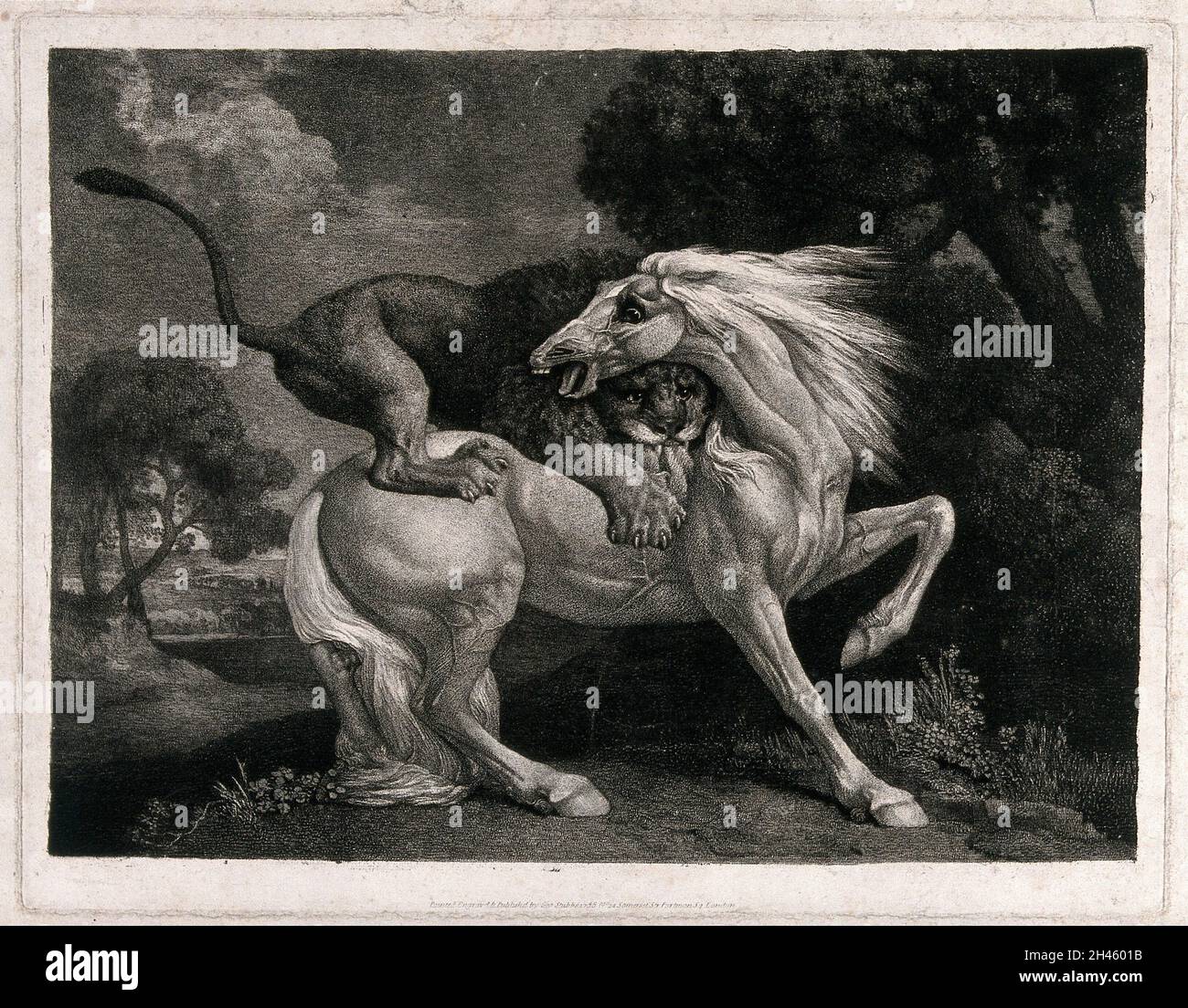 Un cheval attaqué par un lion.Gravure sur sol mou par G. Stubbs, 1788. Banque D'Images