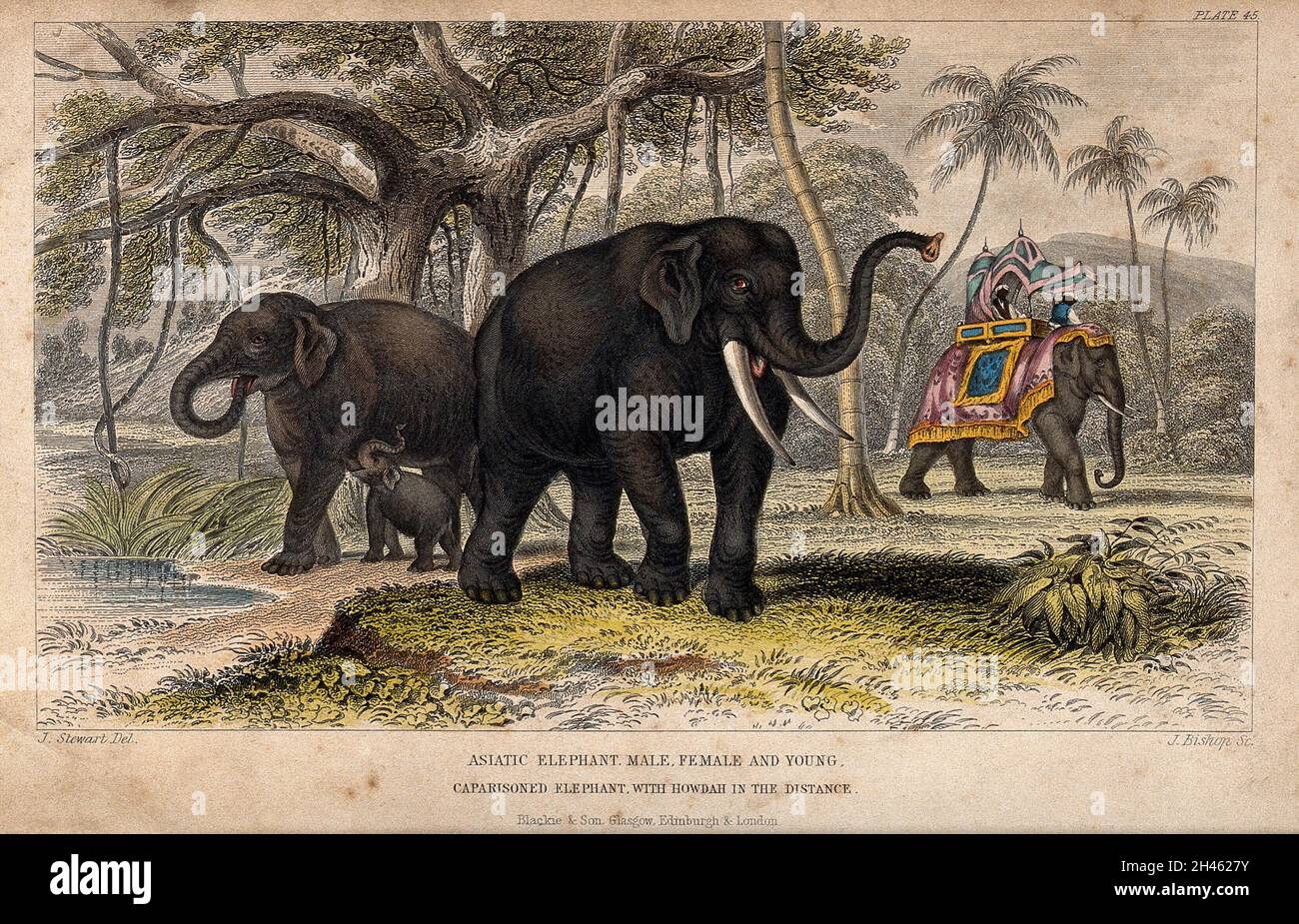 Une femelle et un mâle éléphant asiatique avec leur jeune et un éléphant en caparie avec un howdah au loin.Gravure colorée par J. Bishop d'après J. Stewart. Banque D'Images