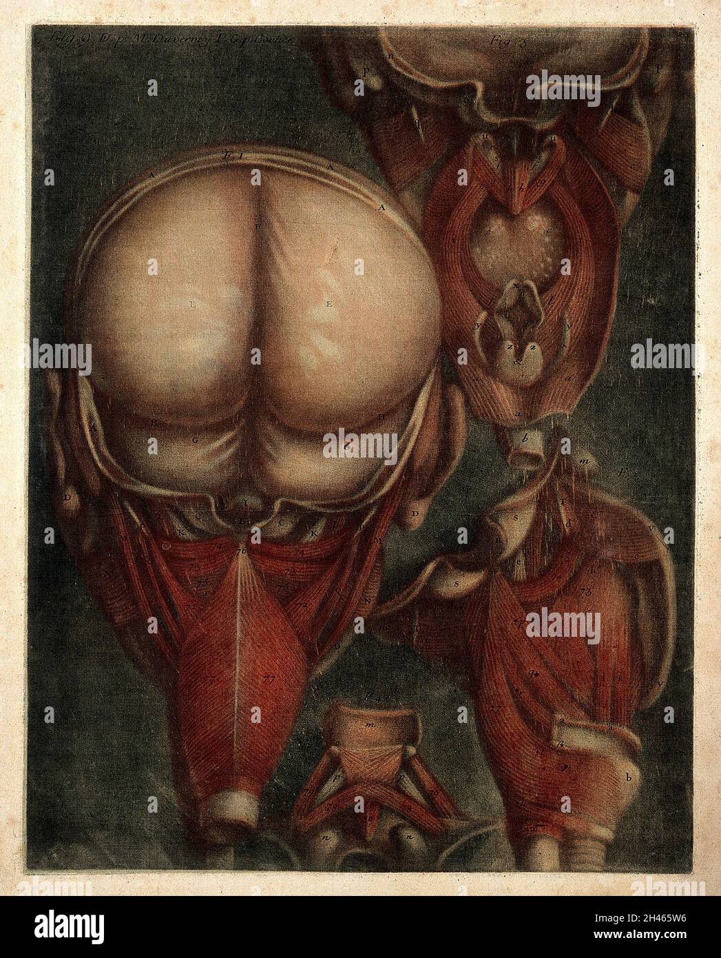 Muscles du pharynx, vus de l'arrière et du côté, et séparés.Couleur mezzotint par J. F. Gautier d'Agoty après lui-même, 1745-1746. Banque D'Images