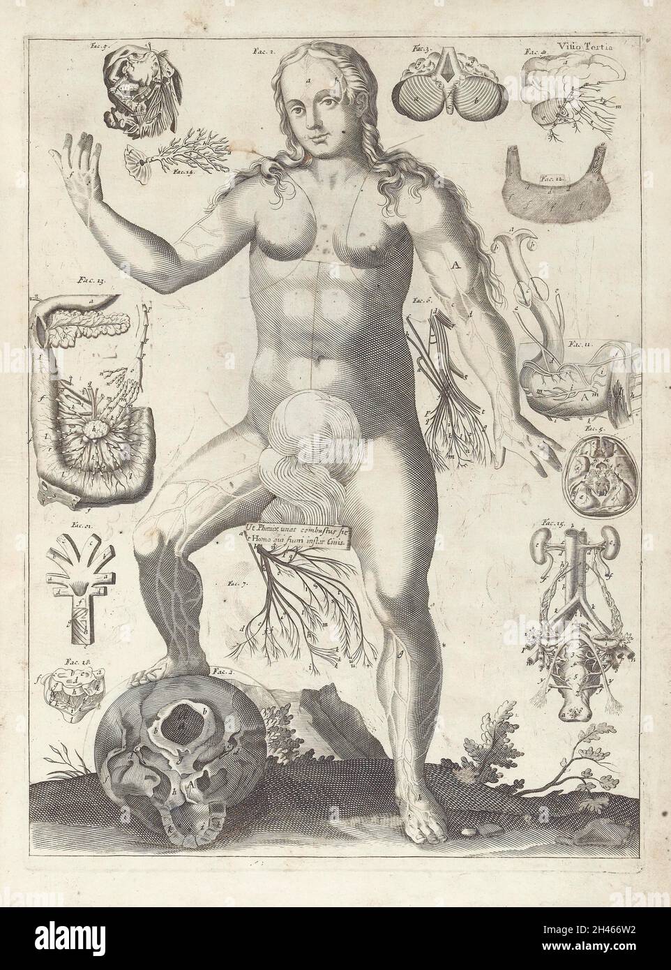 Vue extérieure de l'anatomie féminine Banque D'Images Vue extérieure de l'anatomie féminine Banque D'Images